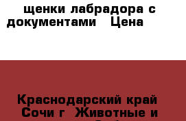 щенки лабрадора с документами › Цена ­ 25 000 - Краснодарский край, Сочи г. Животные и растения » Собаки   . Краснодарский край,Сочи г.